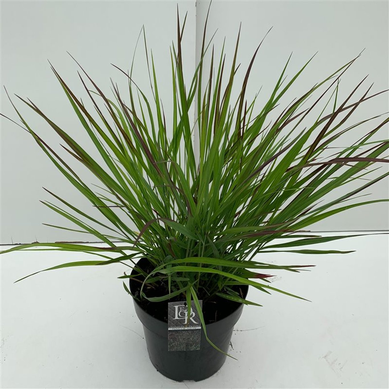 Panicum virgatum 'Squaw' - C10